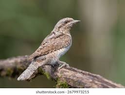 Attēlu rezultāti vaicājumam “Jynx torquilla adult”