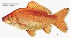 Goldfish (Carassius auratus) - NYS Dept. of Environmental Conservation