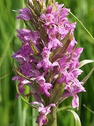 Attēlu rezultāti vaicājumam “Dactylorhiza majalis subsp. baltica flower”