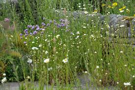 Attēlu rezultāti vaicājumam “Leucanthemum vulgare leaf”