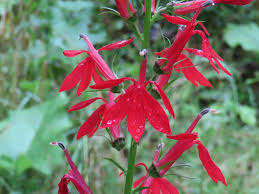 Attēlu rezultāti vaicājumam “Calystegia inflata flower”