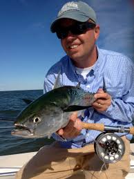 Image result for Euthynnus alletteratus