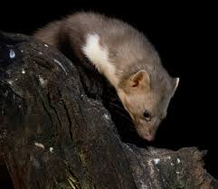 Attēlu rezultāti vaicājumam “Martes foina”