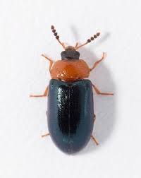 Attēlu rezultāti vaicājumam “Tetratoma fungorum”