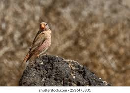 Image result for Bucanetes githagineus