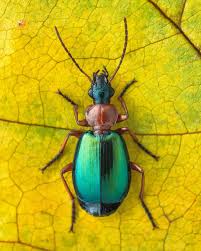 Attēlu rezultāti vaicājumam “Lebia chlorocephala”