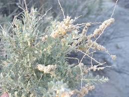 Attēlu rezultāti vaicājumam “Atriplex calotheca leaf”