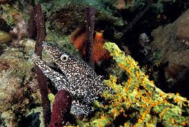 Image result for Gymnothorax moringa