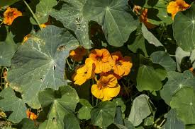 Attēlu rezultāti vaicājumam “Tropaeolaceae”