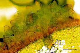 Attēlu rezultāti vaicājumam “Syntrichia virescens”