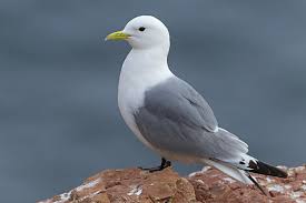 Attēlu rezultāti vaicājumam “Rissa tridactyla adult”