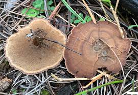 Attēlu rezultāti vaicājumam “Coltricia perennis”