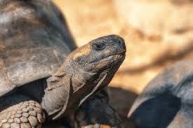 Attēlu rezultāti vaicājumam “Licea chelonoides”