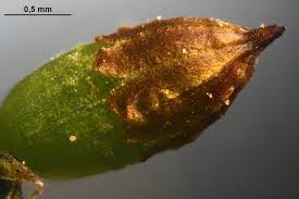 Attēlu rezultāti vaicājumam “Orthotrichum diaphanum”