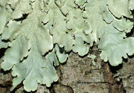 Attēlu rezultāti vaicājumam “Lobaria amplissima”