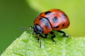 Attēlu rezultāti vaicājumam “Gonioctena viminalis”