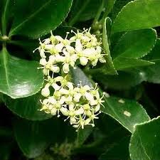 Attēlu rezultāti vaicājumam “Euonymus flower”