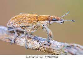 Attēlu rezultāti vaicājumam “Sitona sp.”