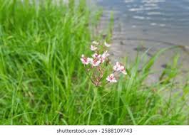 Attēlu rezultāti vaicājumam “Butomaceae”