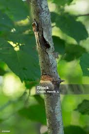 Attēlu rezultāti vaicājumam “Dichomitus campestris”