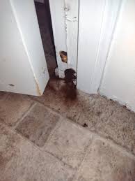 Attēlu rezultāti vaicājumam “Stemonitopsis aequalis var. microspora stalked”