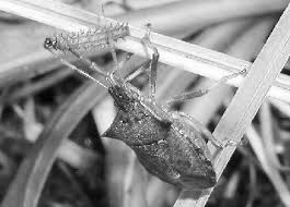 Attēlu rezultāti vaicājumam “Picromerus bidens”