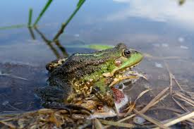 Attēlu rezultāti vaicājumam “Pelophylax adult”