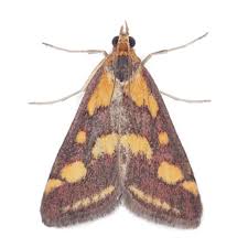 Attēlu rezultāti vaicājumam “Pyrausta purpuralis”