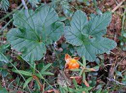 Attēlu rezultāti vaicājumam “Rubus chamaemorus”