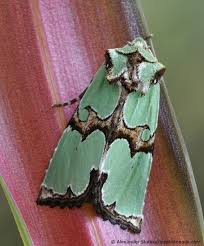 Attēlu rezultāti vaicājumam “Staurophora celsia”