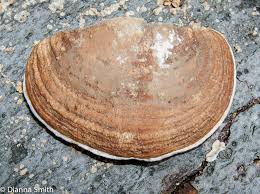 Attēlu rezultāti vaicājumam “Daedalea quercina”