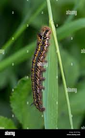 Attēlu rezultāti vaicājumam “Euthrix potatoria”