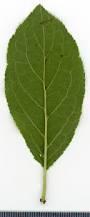 Attēlu rezultāti vaicājumam “Prunus spinosa leaf”