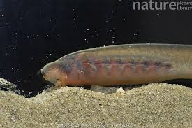 Attēlu rezultāti vaicājumam “Lampetra planeri”