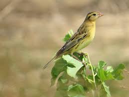 Image result for Dolichonyx oryzivorus