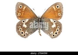 Attēlu rezultāti vaicājumam “Coenonympha tullia underside”