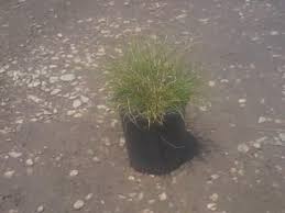 Attēlu rezultāti vaicājumam “Carex remota”