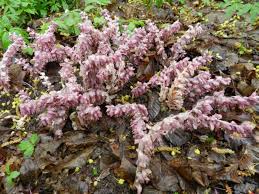 Attēlu rezultāti vaicājumam “Lathraea squamaria flower”