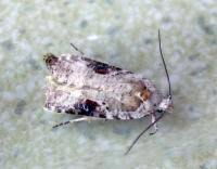 Attēlu rezultāti vaicājumam “Agonopterix alstromeriana”