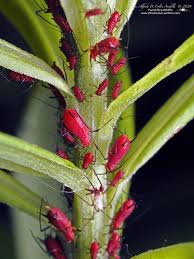 Attēlu rezultāti vaicājumam “Uroleucon cirsii”