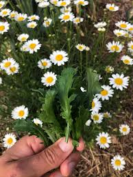 Image result for Chrysanthemum leucanthemum