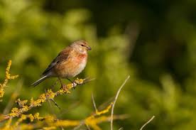 Attēlu rezultāti vaicājumam “Carduelis cannabina adult”