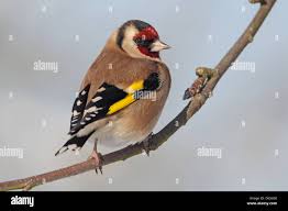Attēlu rezultāti vaicājumam “Carduelis carduelis adult”