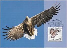 Image result for Haliaeetus albicilla