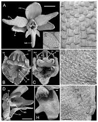 Attēlu rezultāti vaicājumam “Herminium monorchis fruit”