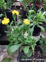 Attēlu rezultāti vaicājumam “Calendula officinalis leaf”