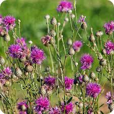 Attēlu rezultāti vaicājumam “Centaurea scabiosa”