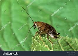 Attēlu rezultāti vaicājumam “Ectobius sylvestris male”