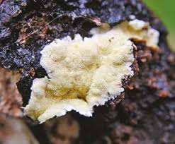 Attēlu rezultāti vaicājumam “Flaviporus citrinellus”