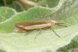 Attēlu rezultāti vaicājumam “Crambus”